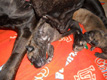 newborn-puppies-04-thumb